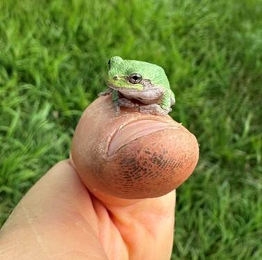 A tiny green tree frog rests on the tip of a person's thumb against a grassy background.
