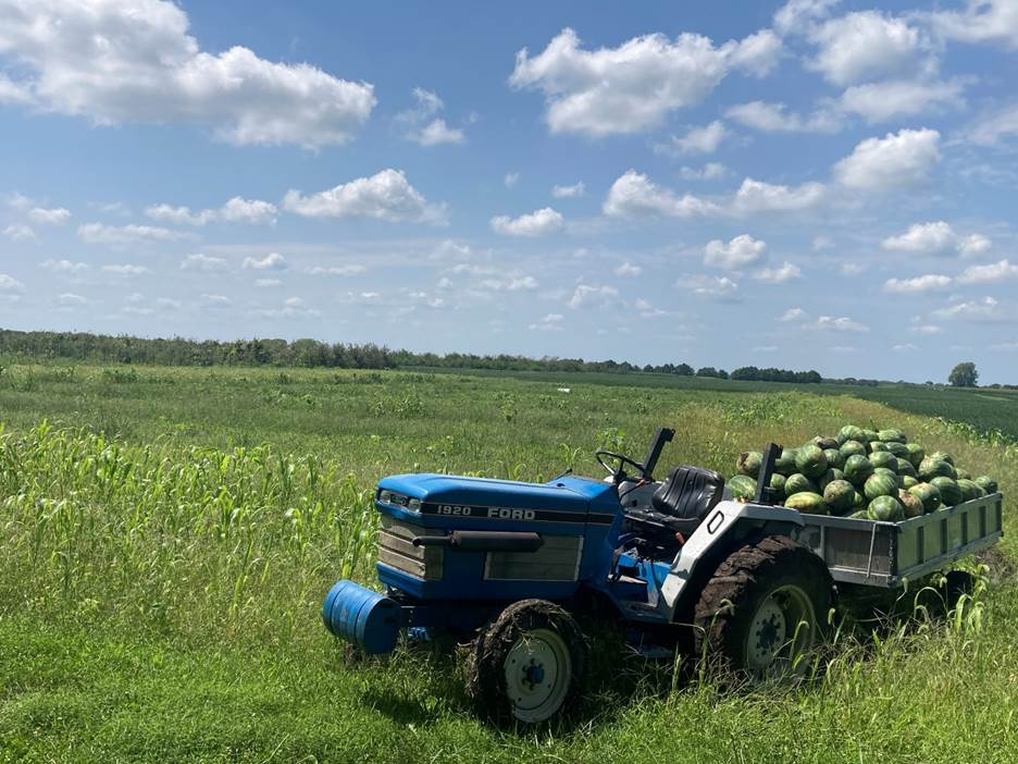 A blue Ford tractor pulls a wagon filled with watermelons across a field under a partly cloudy sky.
