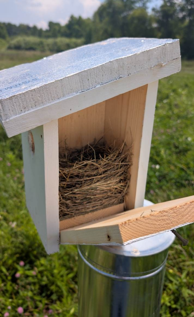 A bird nest sits inside a small wooden monitoring box mounted on a metal pole in a grassy field.