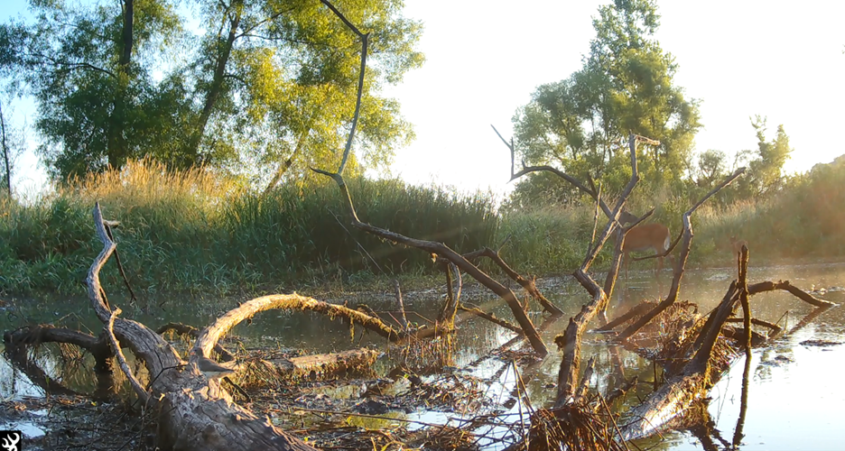 A wetland scene with fallen branches and shallow water captured by a wildlife camera, with a deer visible among the vegetation in the background.