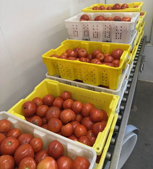 Yellow and white plastic harvest bins filled with red tomatoes stacked on a roller conveyor in a post-harvest facility.