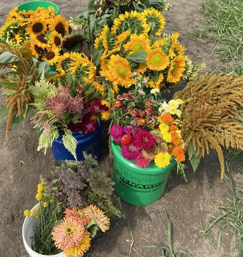 Buckets filled with harvested sunflowers, zinnias, celosia, and other cut flowers arranged outdoors in a field.