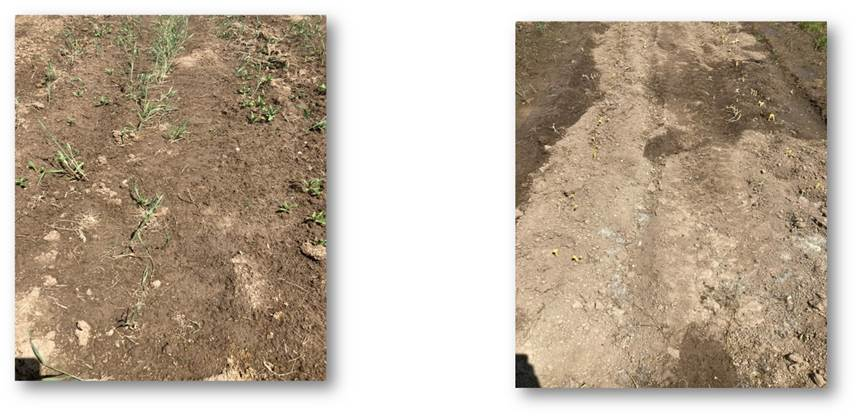 Side-by-side images comparing field plots, showing differences in soil condition and crop establishment in agricultural research trials.
