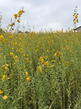 A dense stand of flowering sunn hemp grows in a field used for cover crop research.