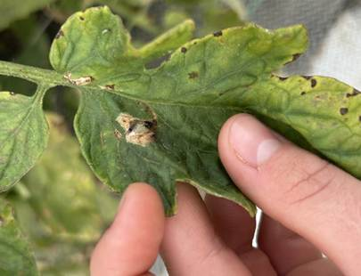 A close-up of a tomato leaf showing disease symptoms as a person examines the leaf by hand.
