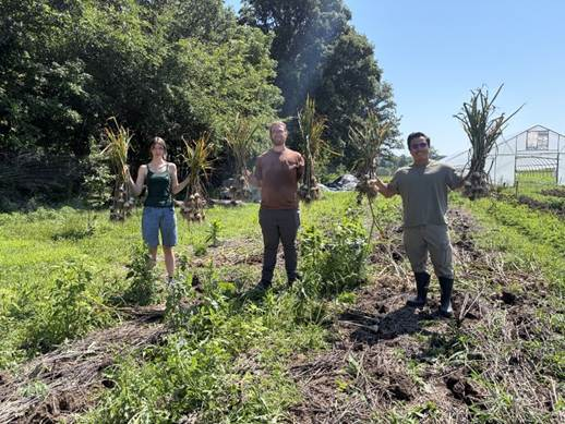 Three researchers stand in a field holding harvested garlic during a research trial.