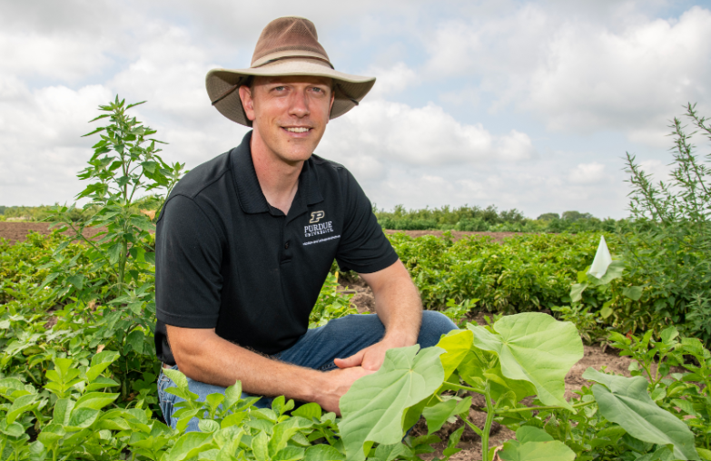 Steve Meyers kneels among field crops during a research study in an agricultural field.