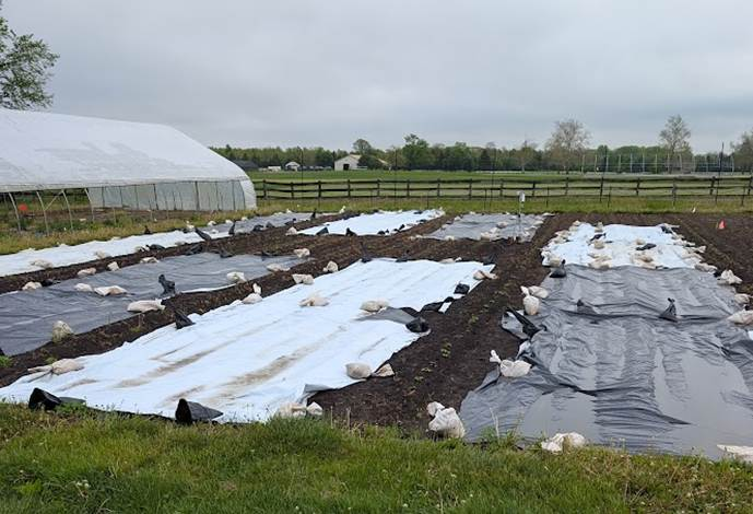 Agricultural research plots covered with white and black row-cover materials beside a high tunnel in a field setting.