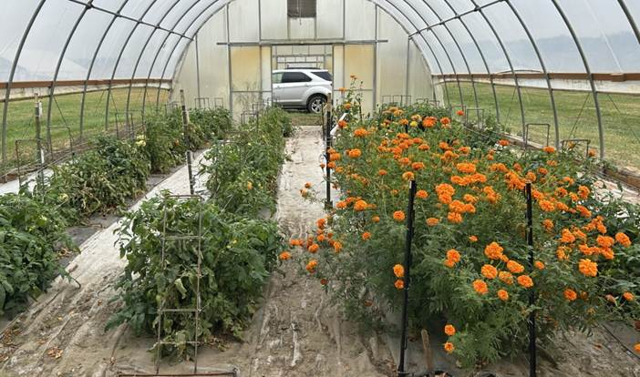 Rows of tomatoes and marigolds growing inside a high tunnel greenhouse.