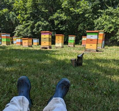 A beekeeper's perspective looking toward a row of colorful beehive boxes in shades of orange, green, yellow, pink, and white, set along a grassy treeline with a smoker on the ground nearby.