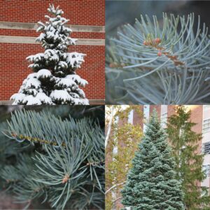 White Fir, Abies concolor