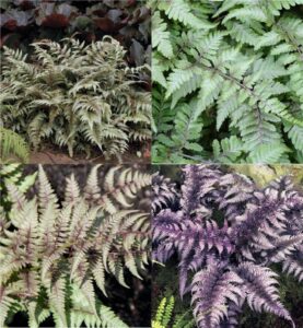 Japanese painted fern (Athyrium)