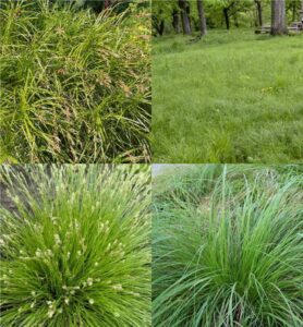 sedge (Carex)