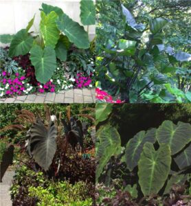elephant ears (Colocasia)
