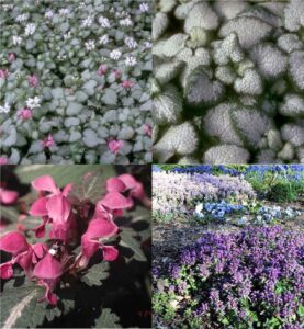 spotted dead-nettle (Lamium)