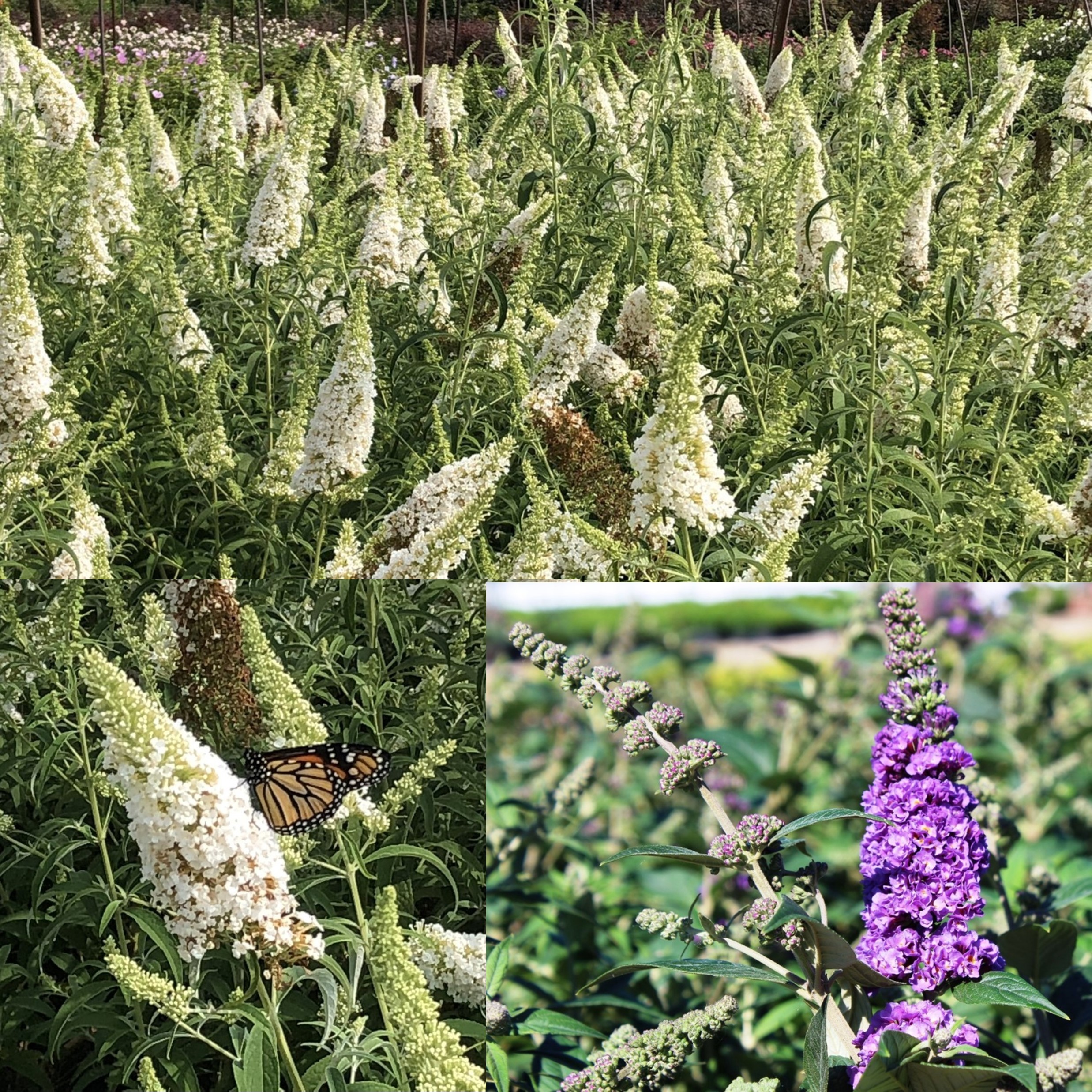 Butterfly Bush, Buddleja davidii