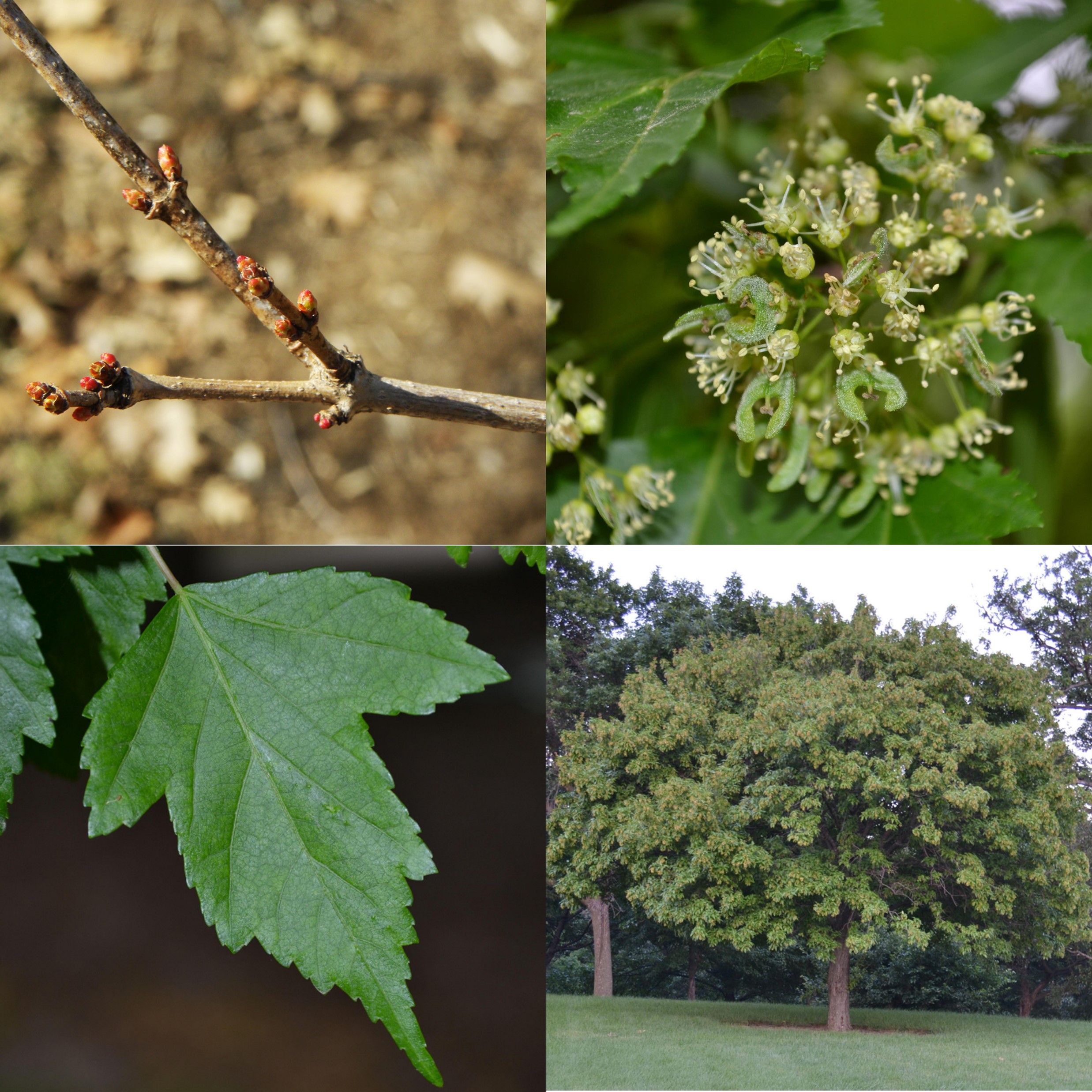 Amur Maple, Acer tataricum spp. Ginnala