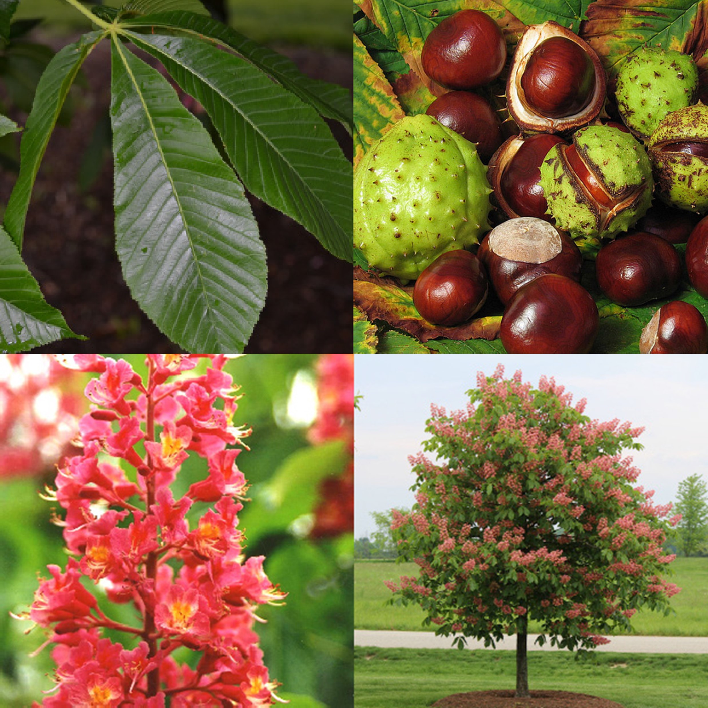 Red Horsechestnut, Aesculus x carnea