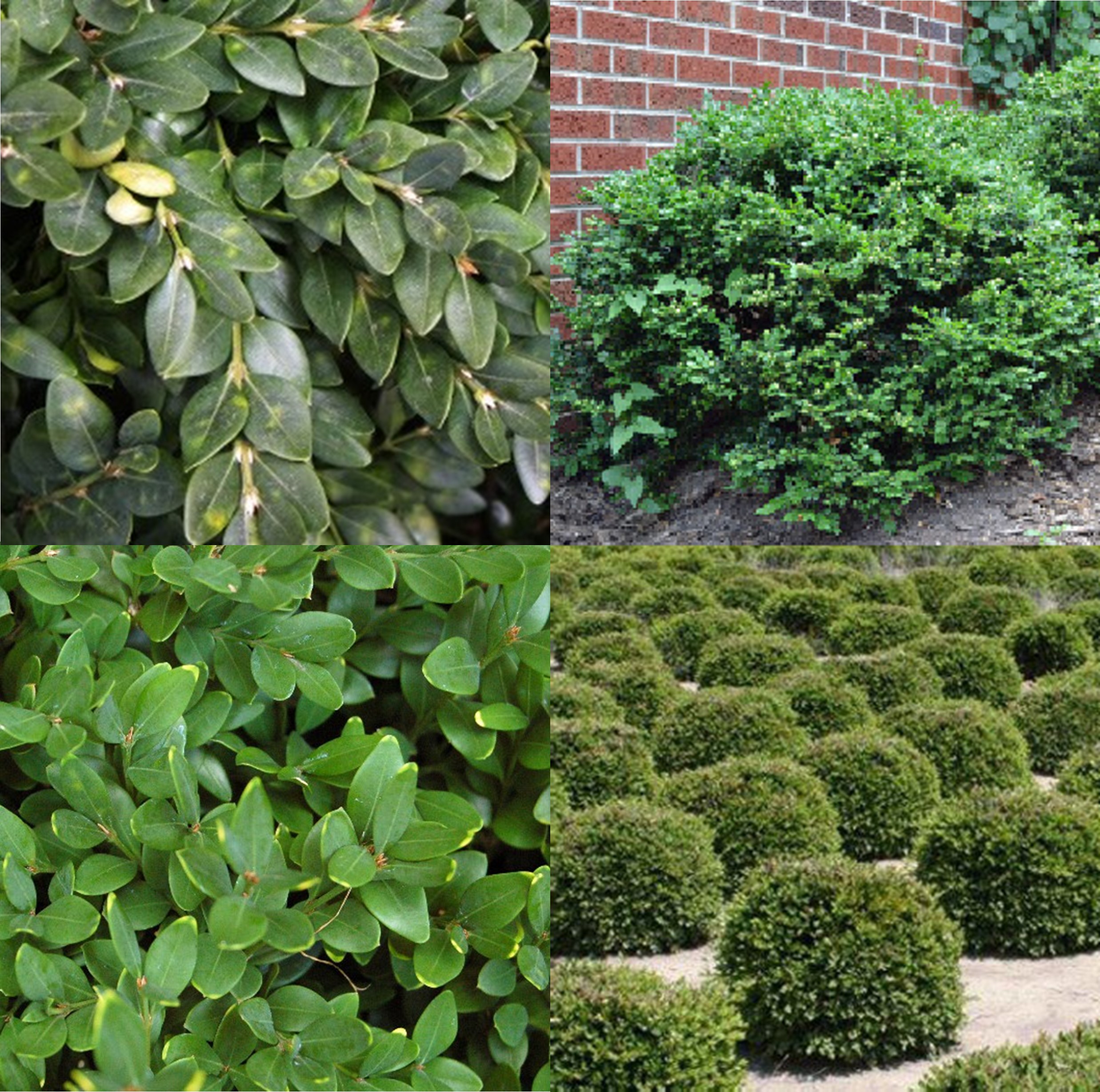 Littleleaf Boxwood, Buxus microphylla var. koreana