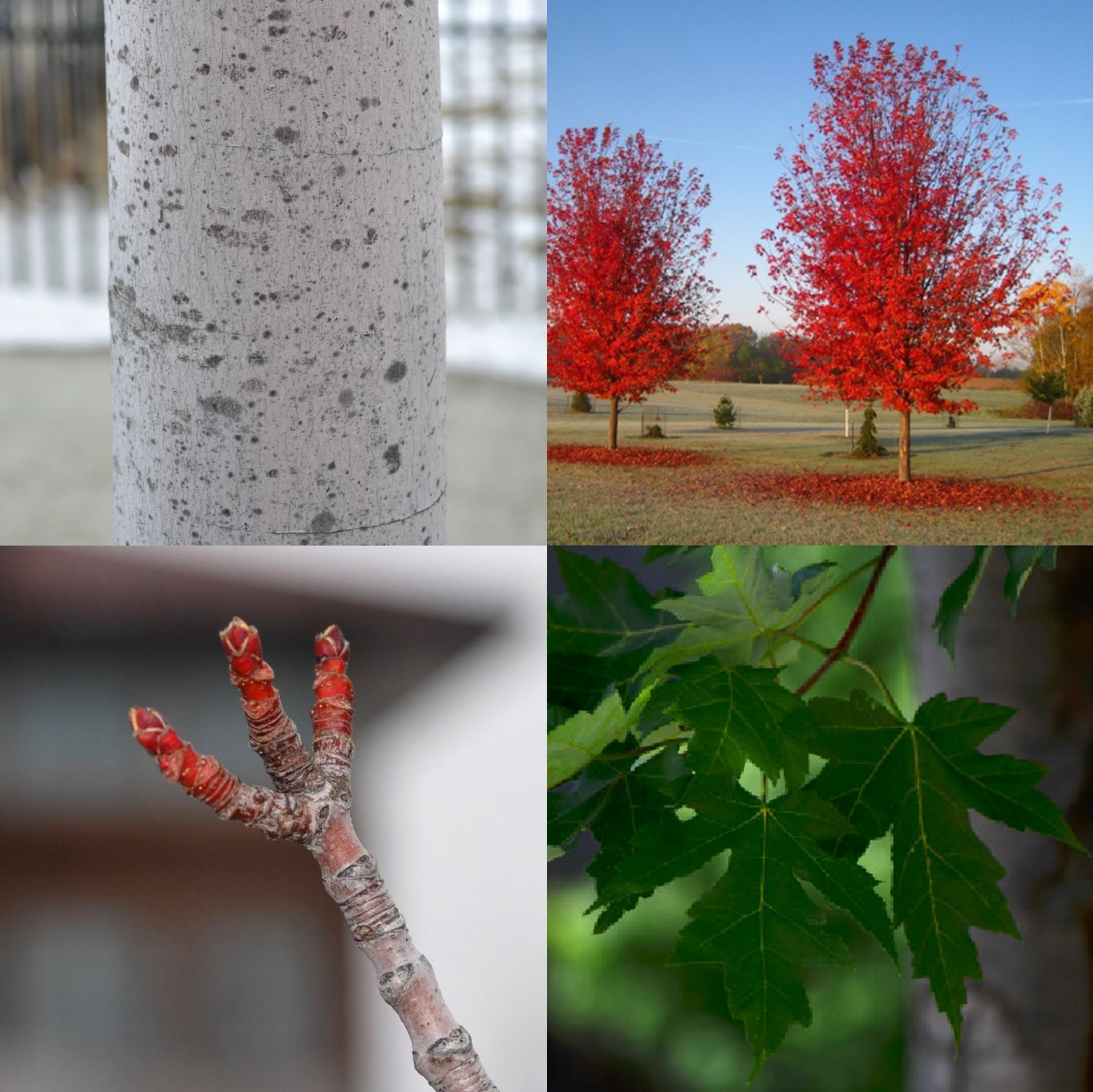 Freeman Maple, Acer x freemanii