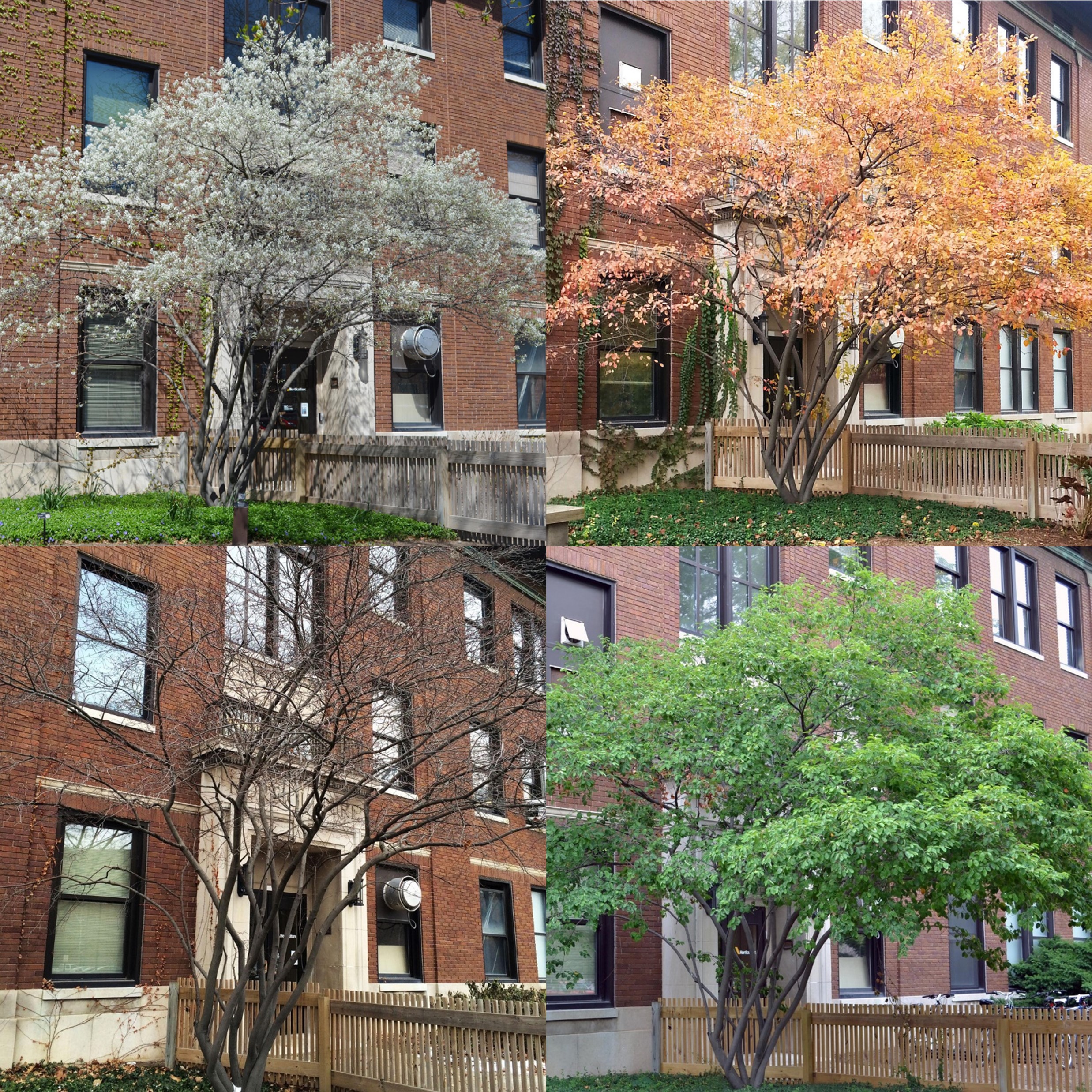 Allegheny Serviceberry, Amelanchier laevis