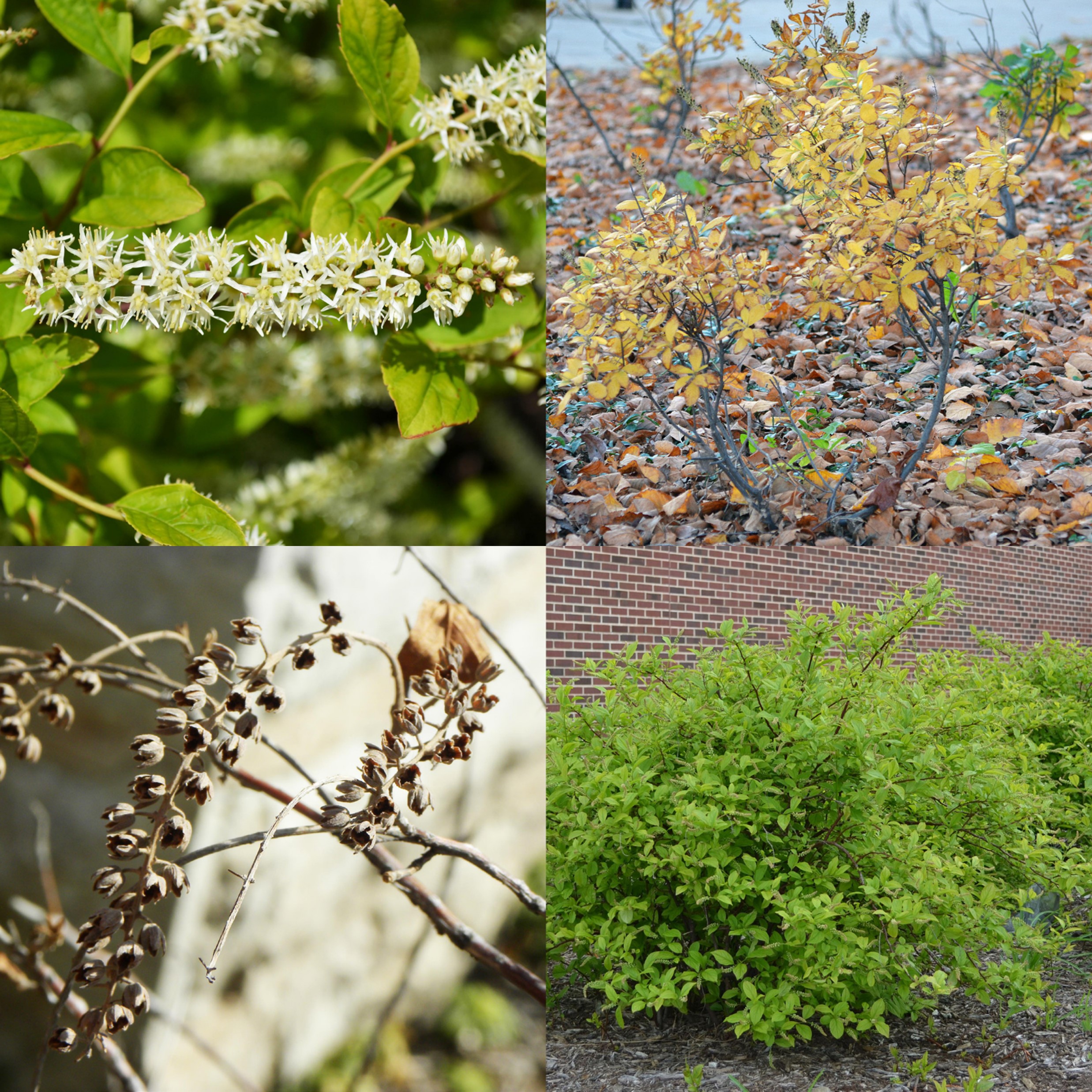 Summersweet Clethra, Clethra alnifolia