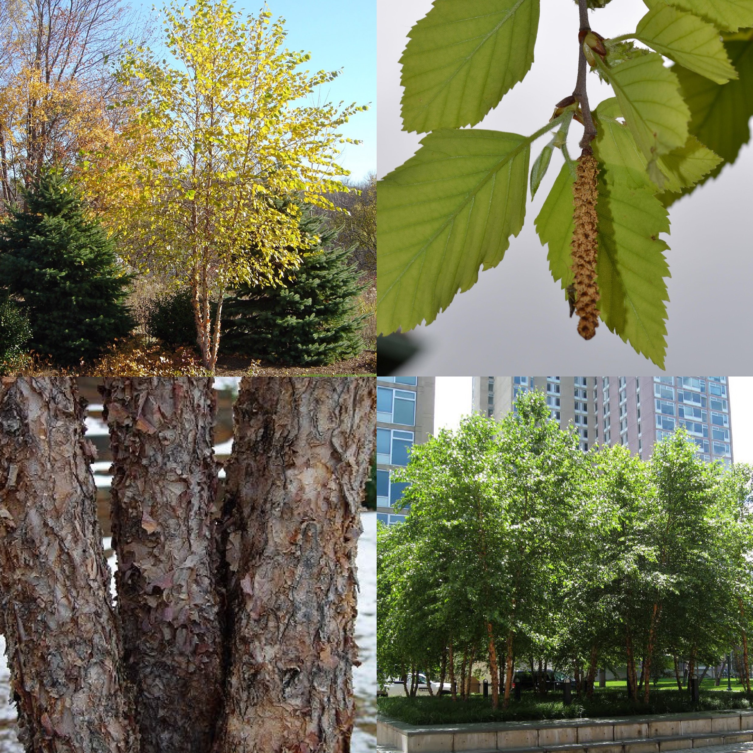River Birch, Betula nigra