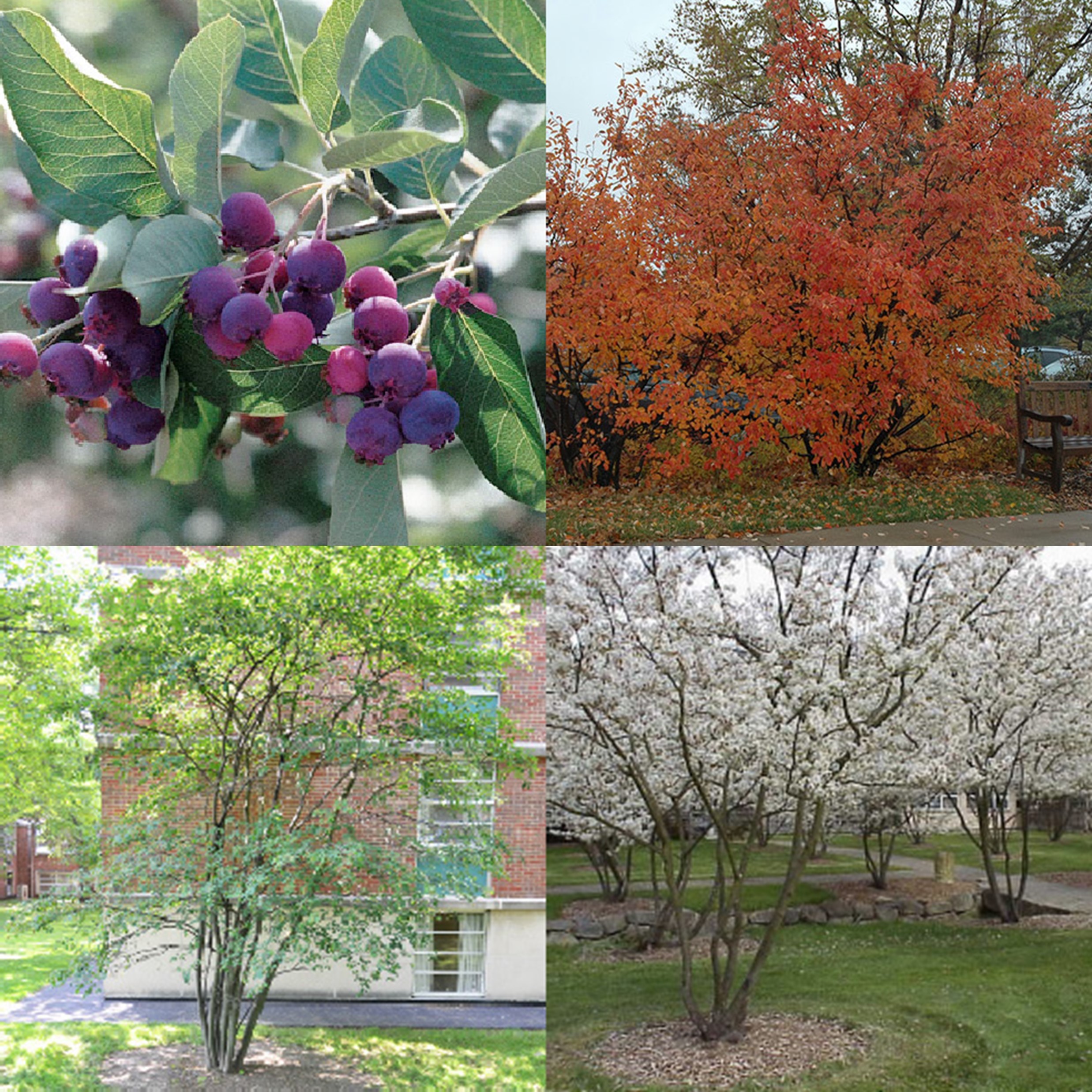 Downy Serviceberry, Amelanchier arborea
