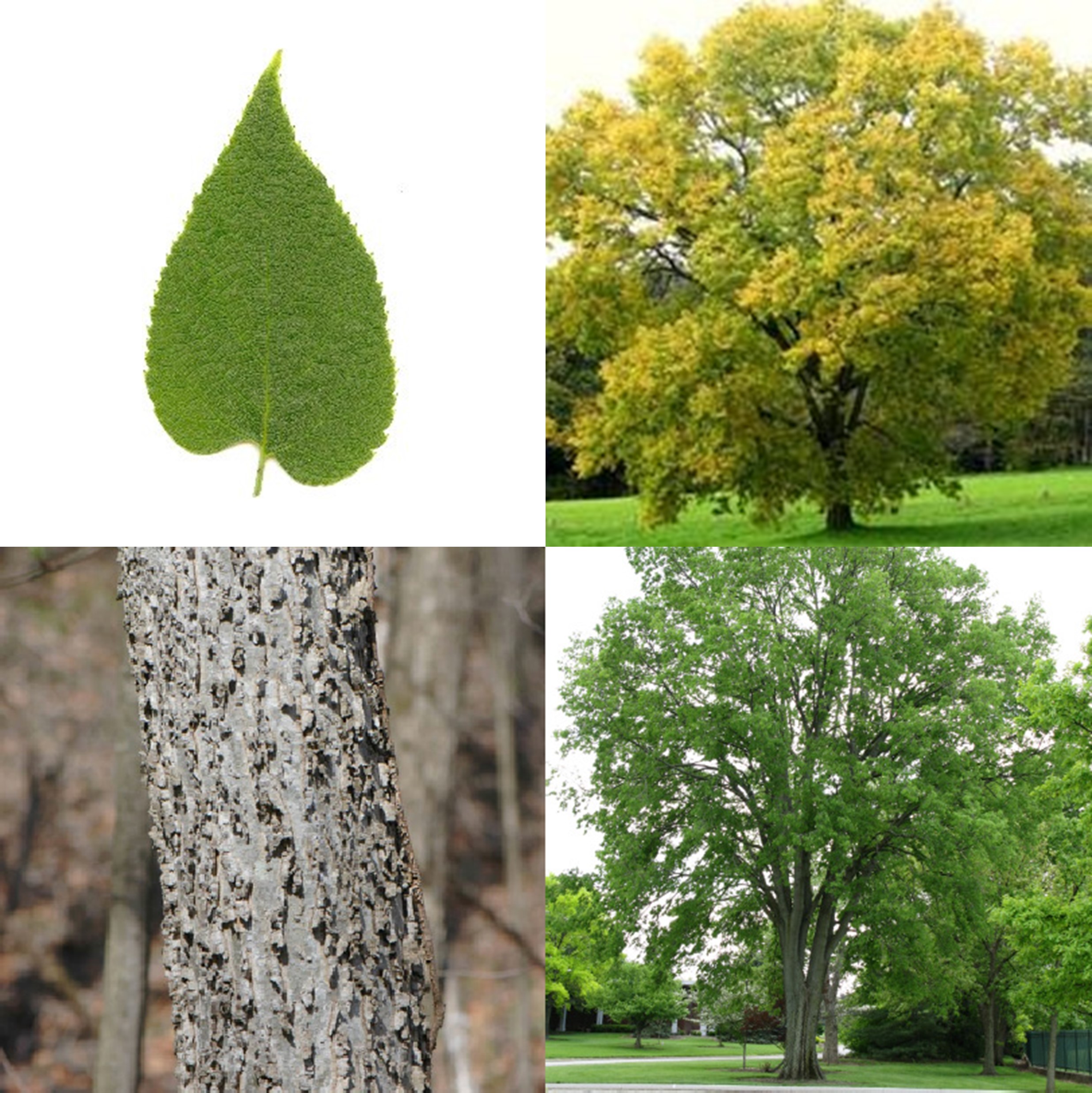 Common Hackberry, Celtis occidentalis