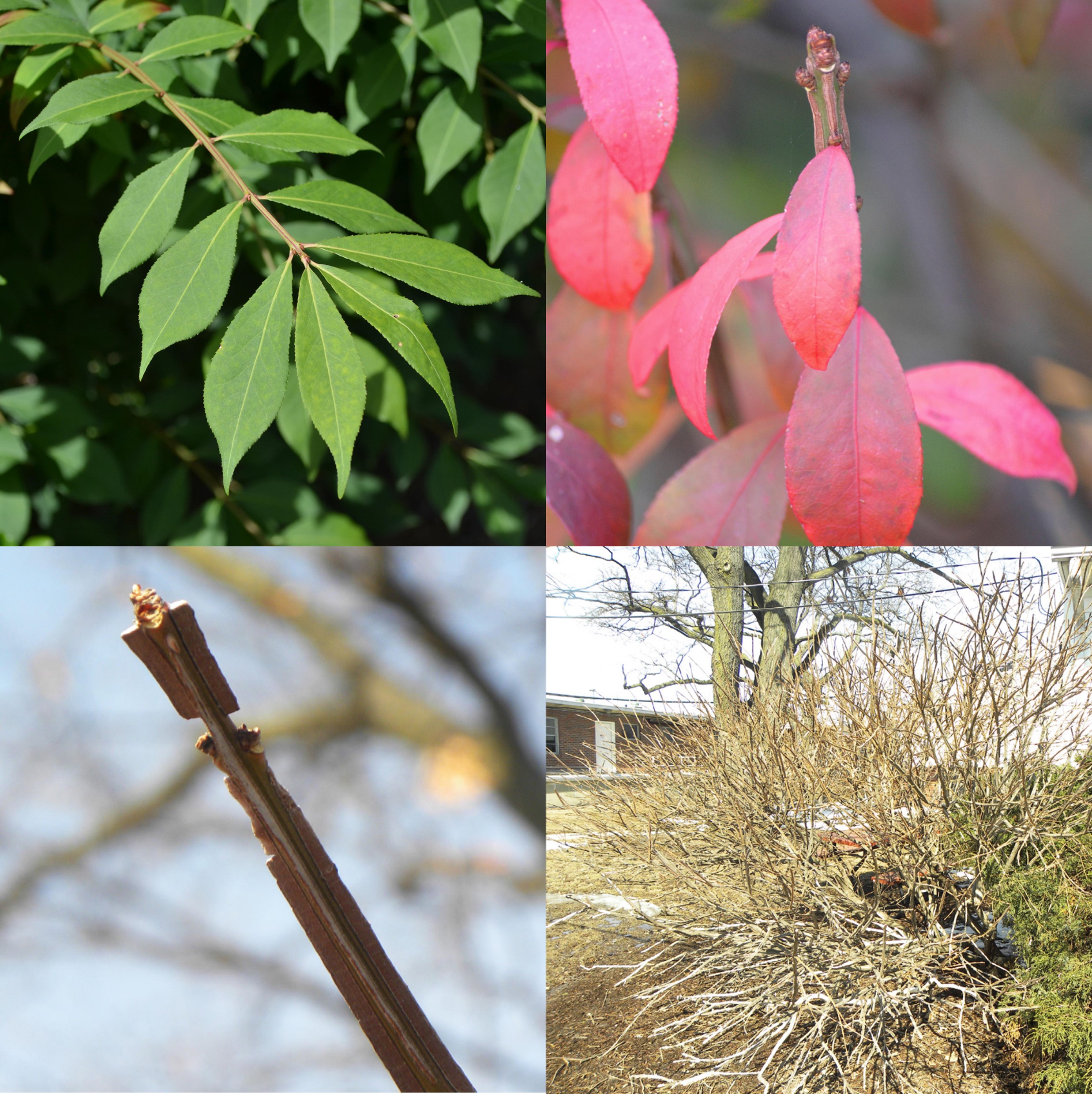 Winged Euonymus, Euonymus alatus