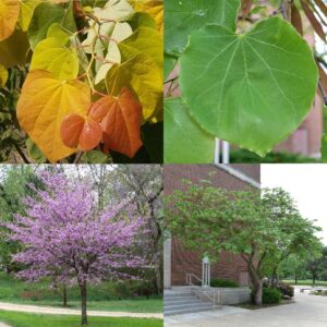 Eastern Redbud, Cercis canadensis
