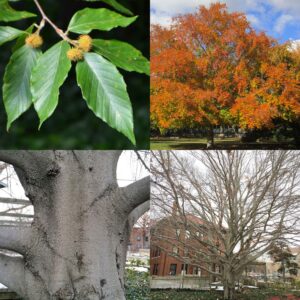 American Beech, Fagus grandifolia