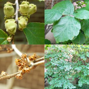Common Witchhazel, Hamamelis virginiana