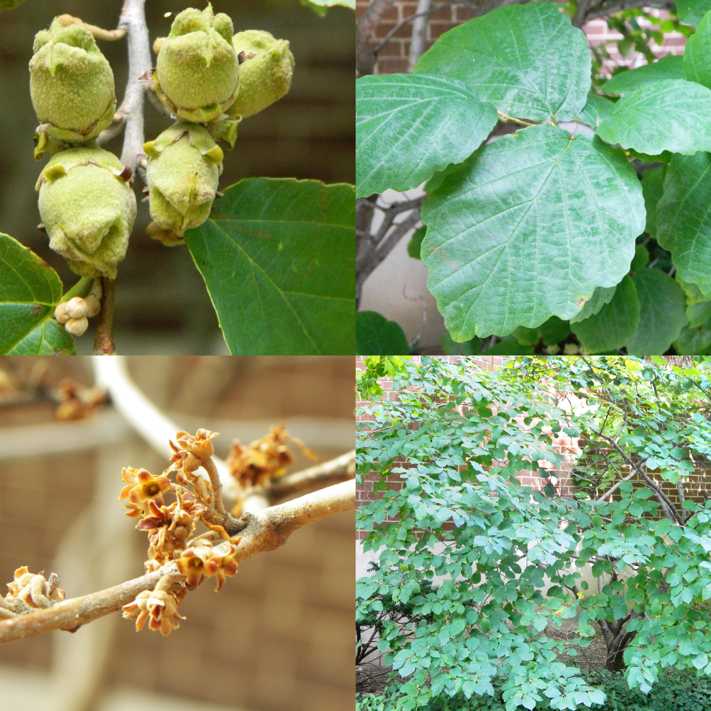 Common Witchhazel, Hamamelis virginiana