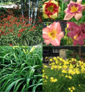 daylily (Hemerocallis)