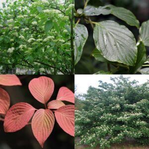 Pagoda Dogwood, Cornus alternifolia
