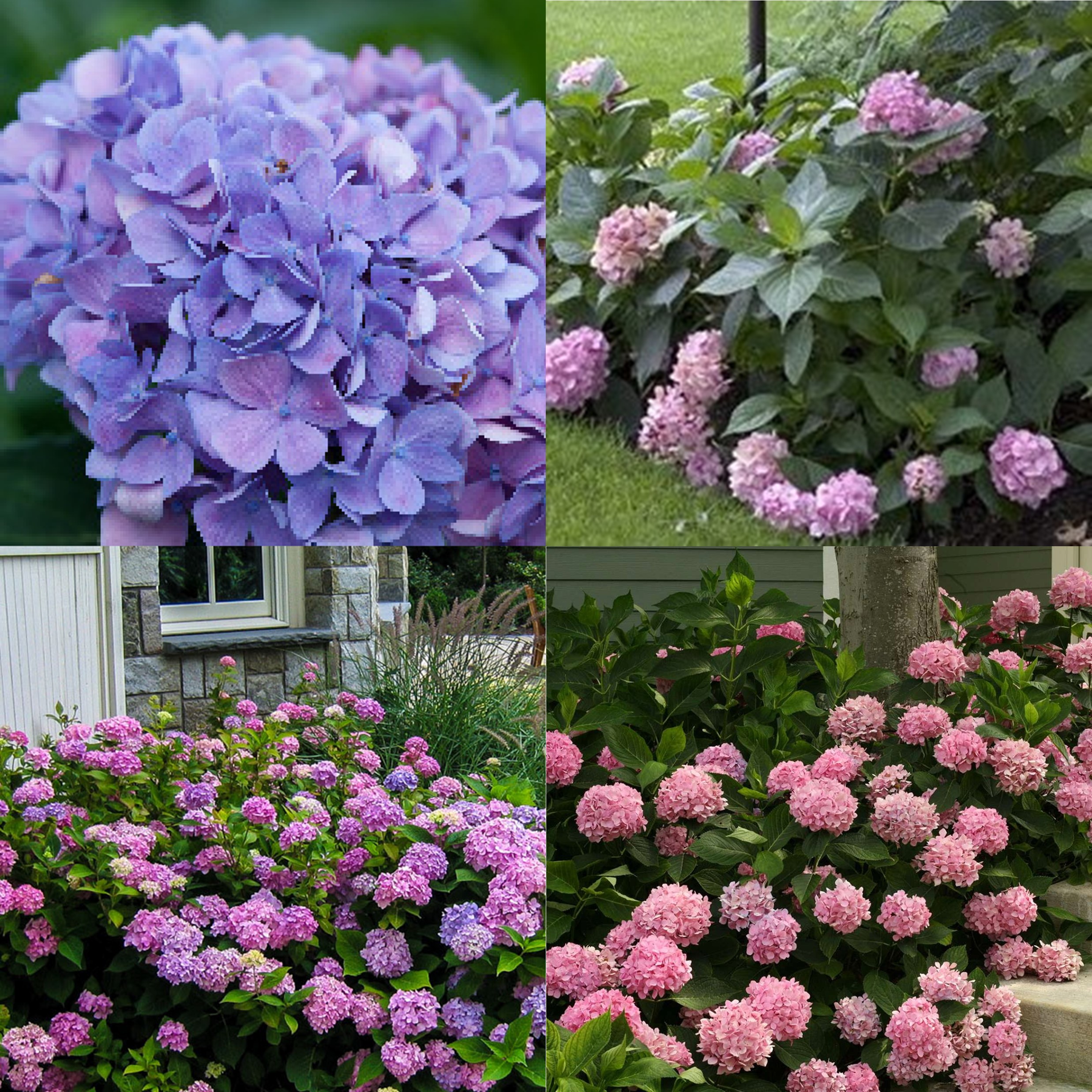Big Leaf Hydrangea, Hydrangea macrophylla