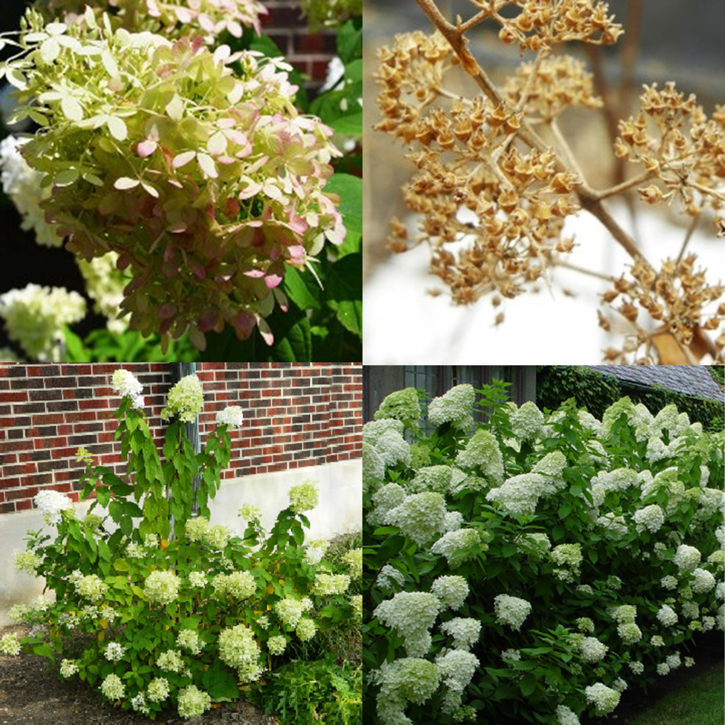 Panicle Hydrangea, Hydrangea paniculata