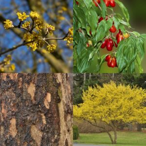 Corneliancherry Dogwood, Cornus mas