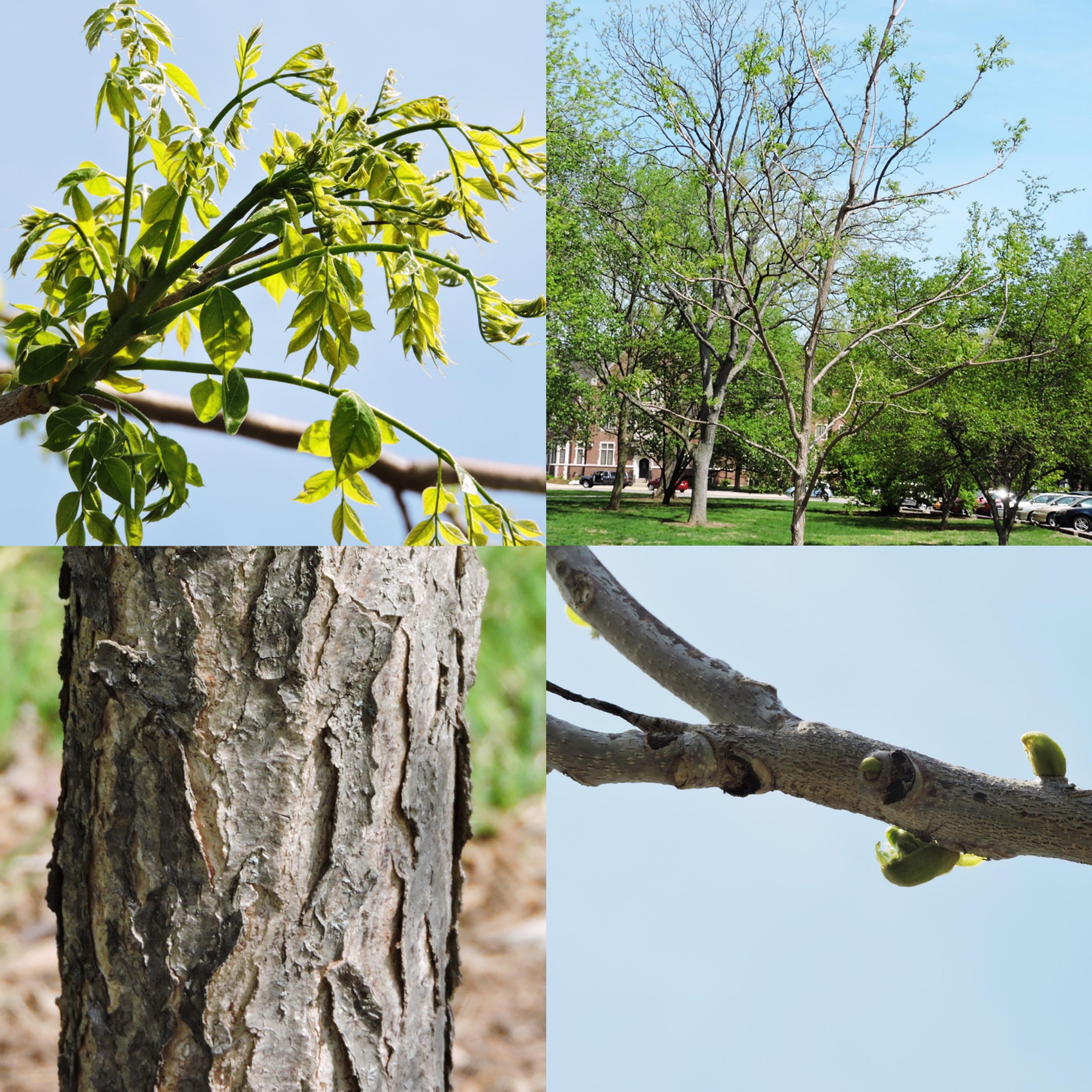 Kentucky Coffee Tree, Gymnocladus dioica