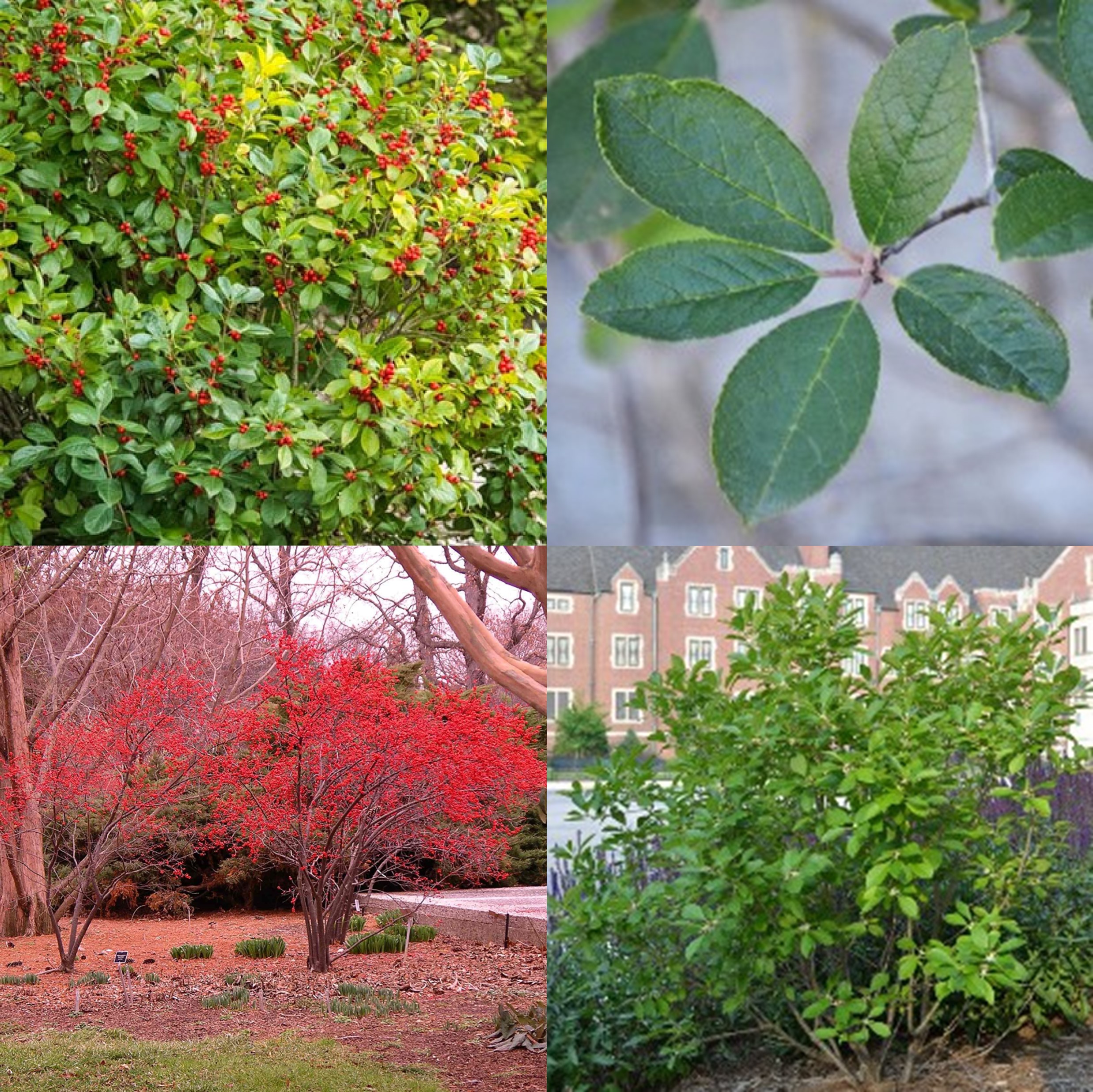 Winterberry, Ilex verticillate