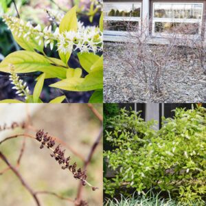 Virginia Sweetspire, Itea virginica