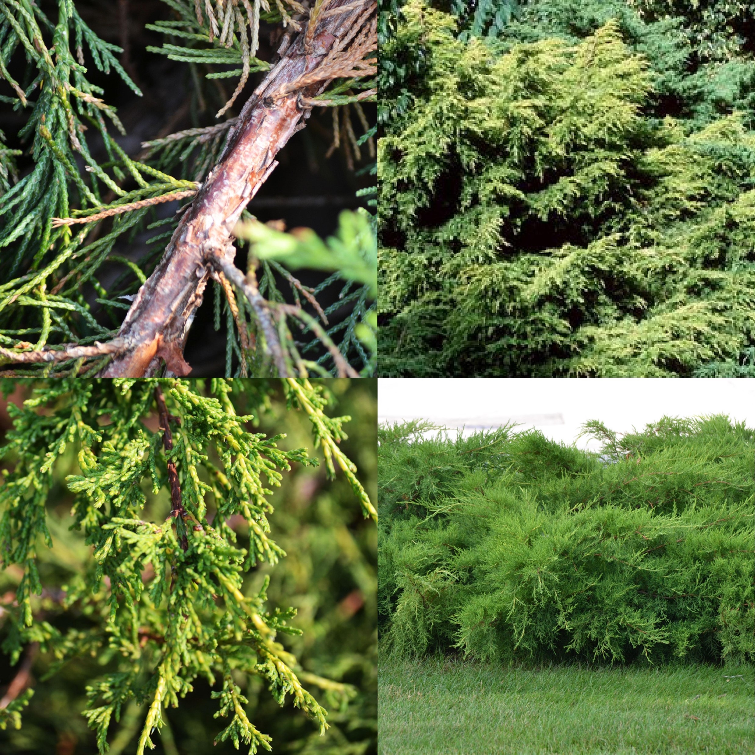 Chinese Juniper, Juniperus chinensis