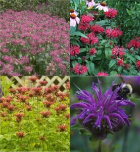bee-balm or bergamot (Monarda)