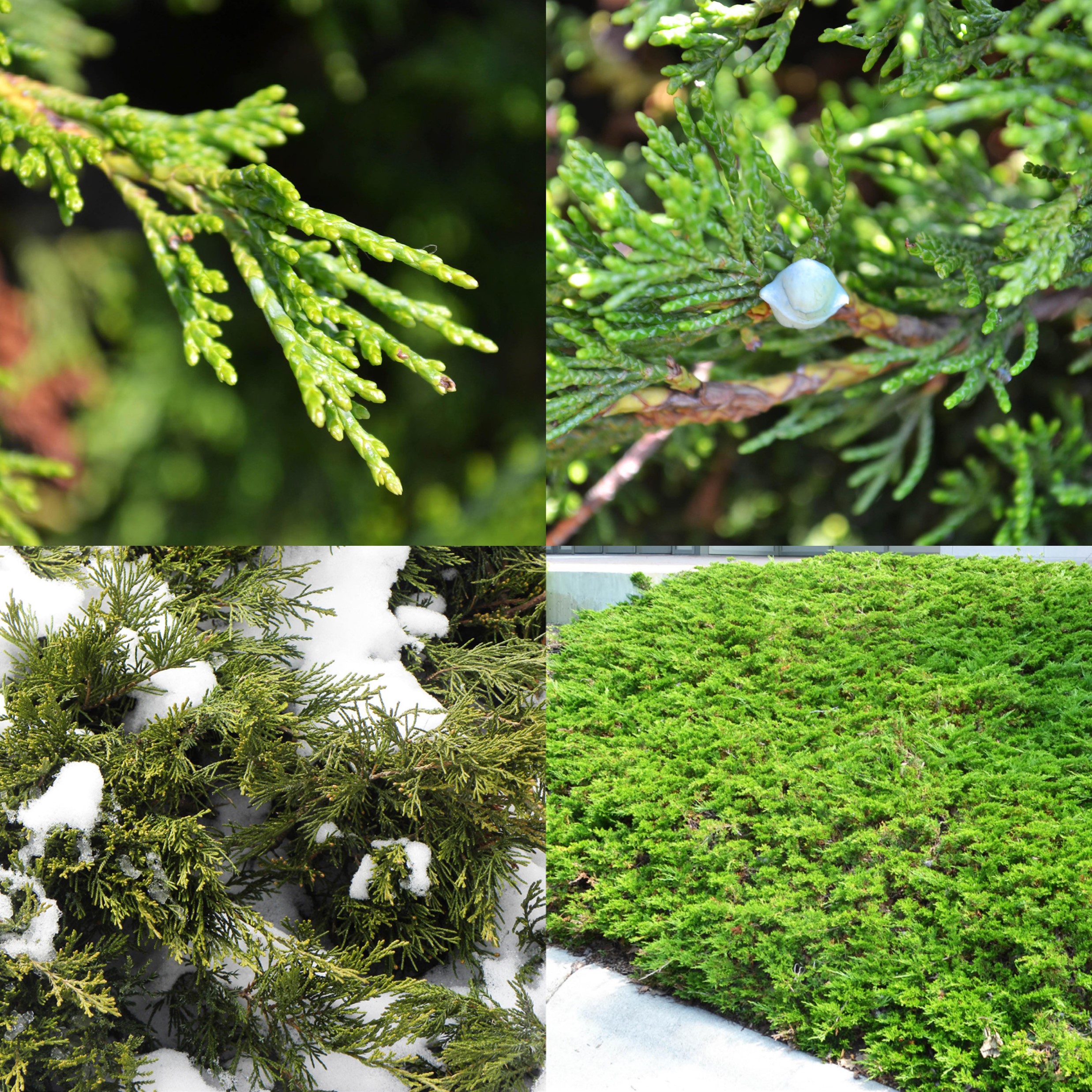 Creeping Juniper, Juniperus horizontalis