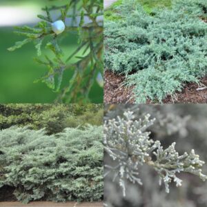 Red Cedar, Juniperus virginiana ‘Grey Owl’