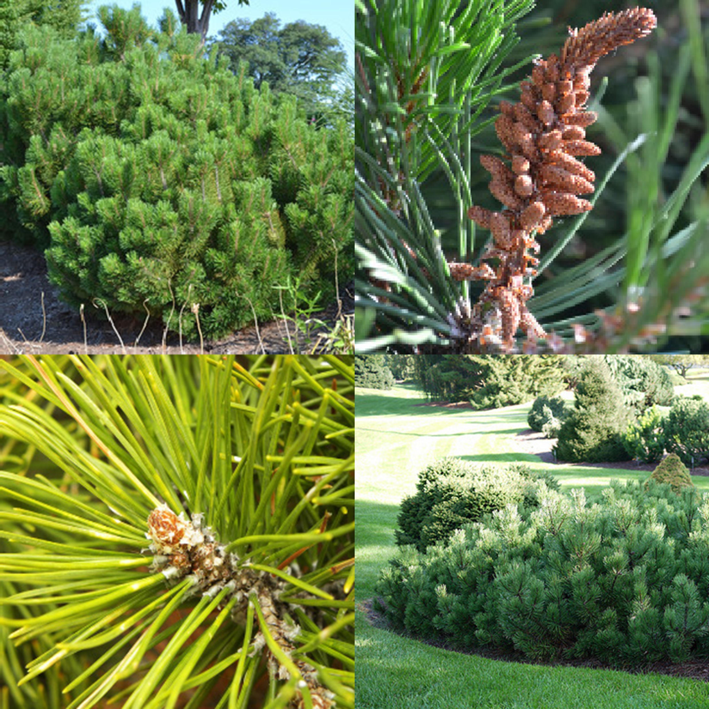 Mugo Pine, Pinus mugo