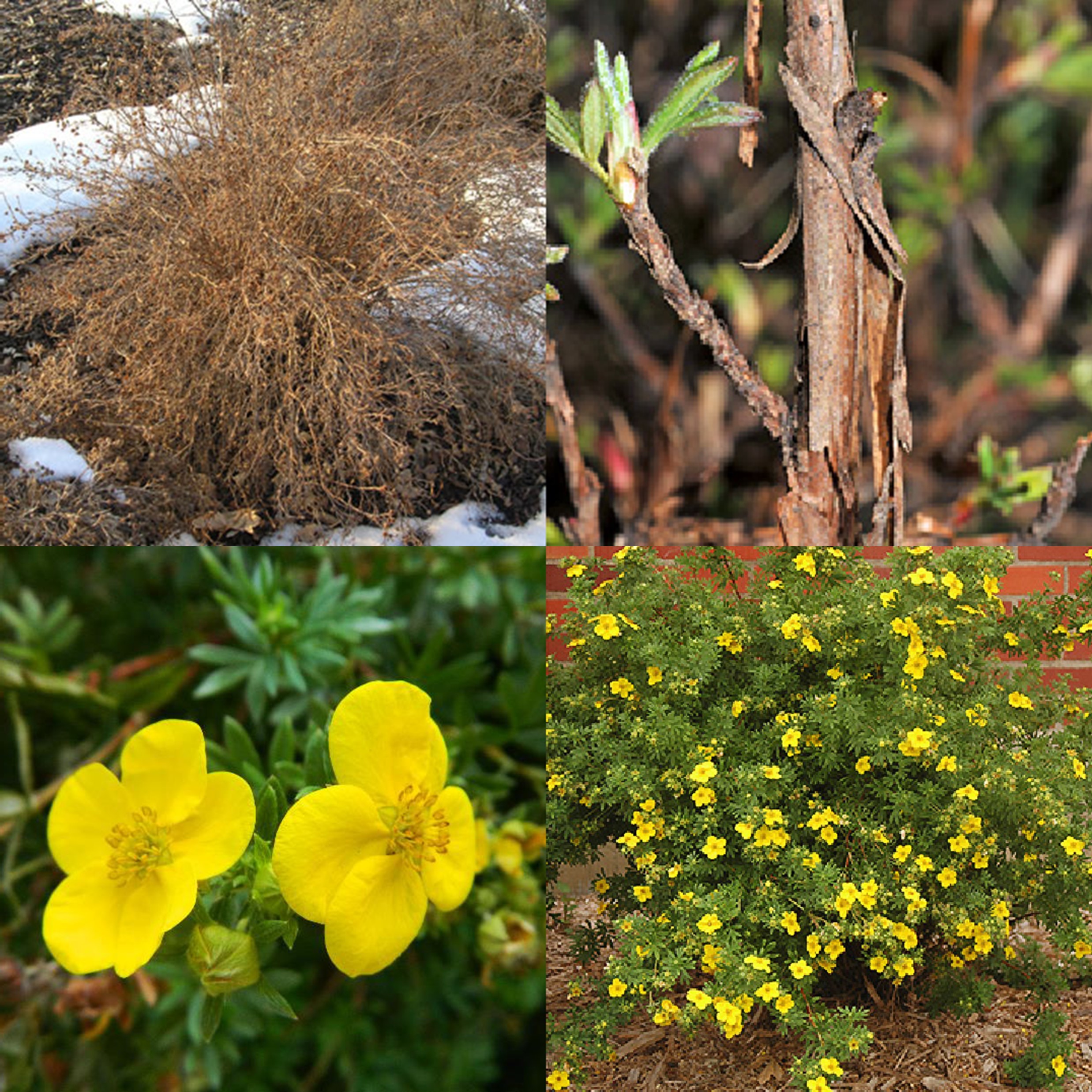 Bush Cinquefoil, Potentilla fruticose