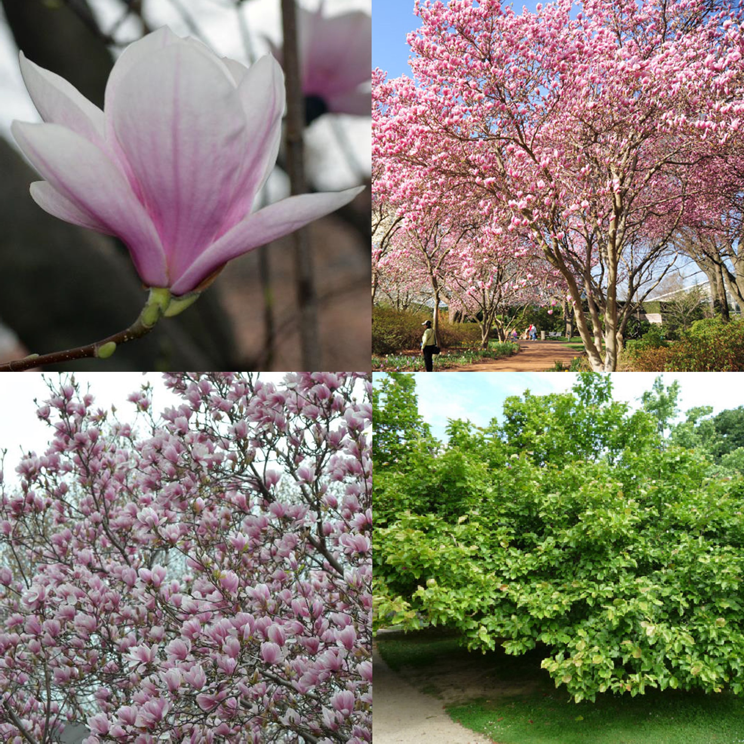 Saucer Magnolia, Magnolia x soulangeana