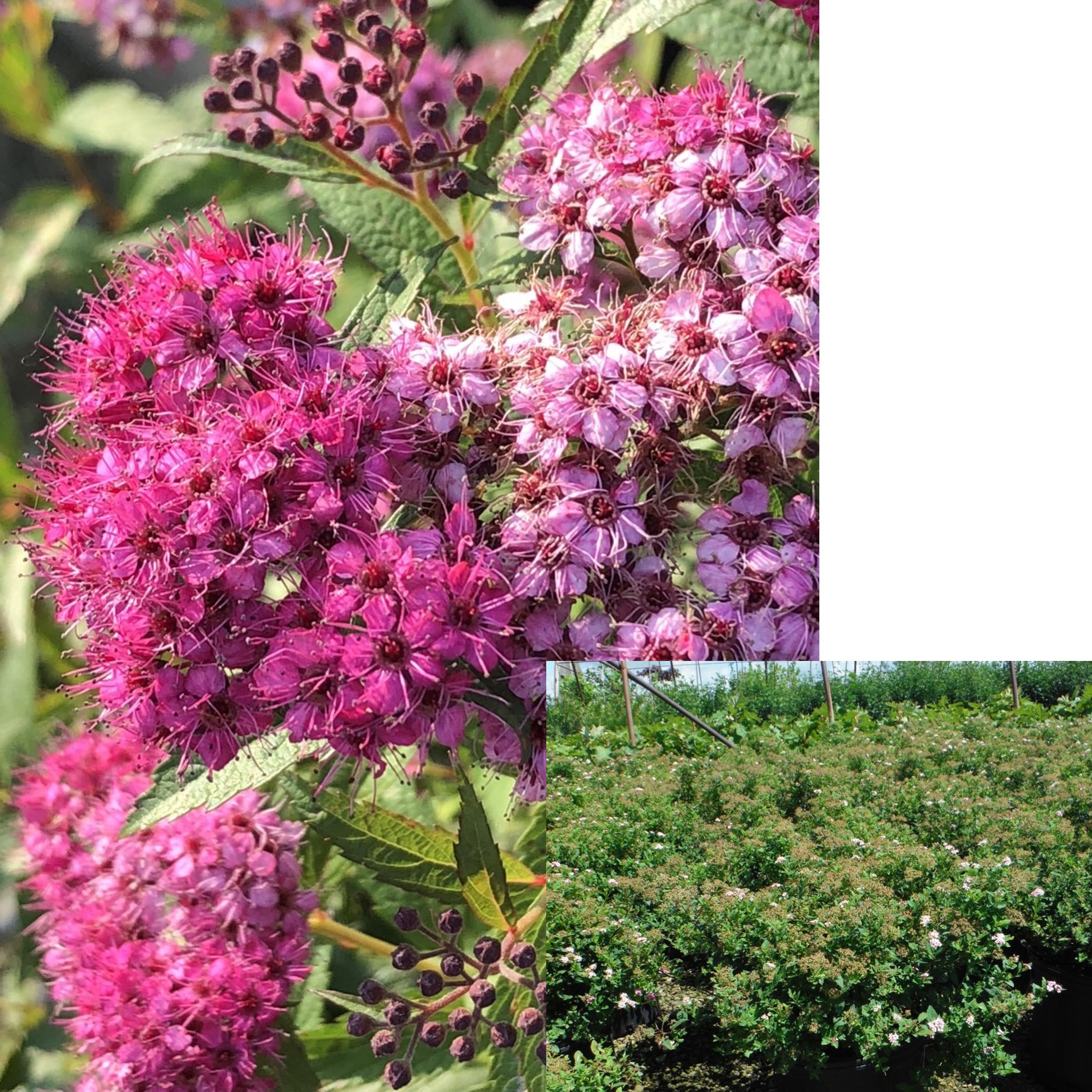 Japanese Spiraea, Spiraea japonica